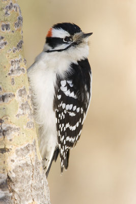 Downy Woodpeckers