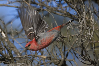pine grosbeak 030307_MG_0297