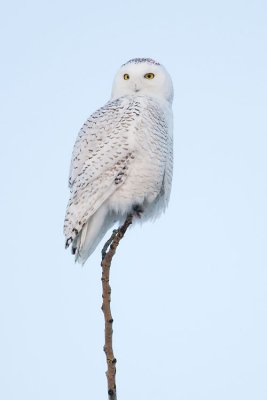 snowy owl 030107_MG_0867