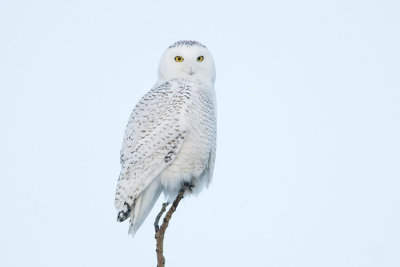 snowy owl 030107_MG_0938