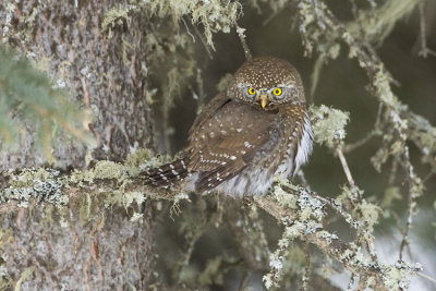 northern pygmy-owl 030407_MG_0004