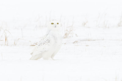 snowy owl 031107_MG_0120