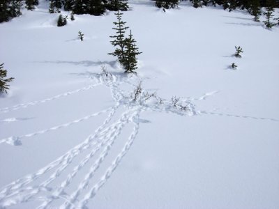 ptarmigan tracks 2