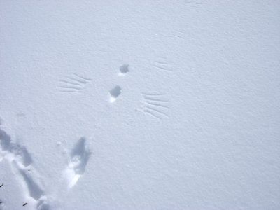 ptarmigan tracks 4