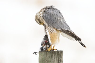 merlin 031407_MG_0324