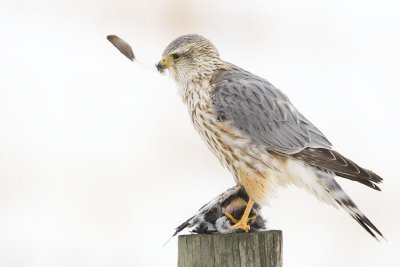 merlin 031407_MG_0358