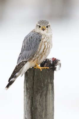 merlin 031407_MG_0510