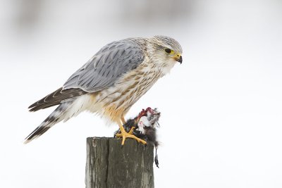 merlin 031407_MG_0531