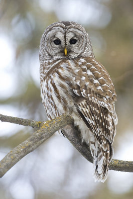 barred owl 031607_MG_0302