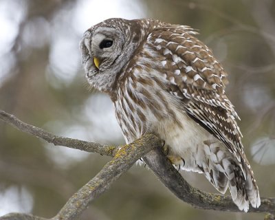 barred owl 031607_MG_0466