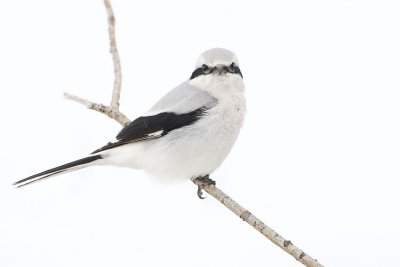northern shrike 032007_MG_0512