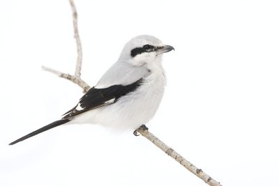 northern shrike 032007_MG_0517