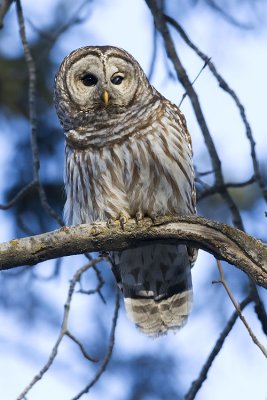 barred owl 032207_MG_0066