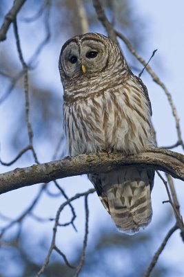 barred owl 032207_MG_0266