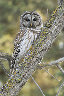 barred owl 032207_MG_0310