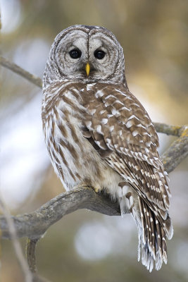 barred owl 032207_MG_0391