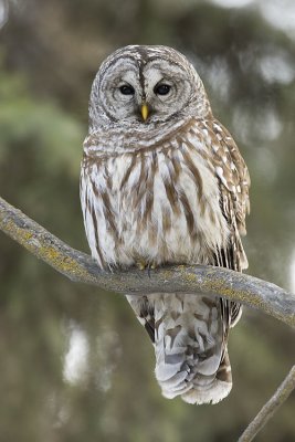 barred owl 032207_MG_0481