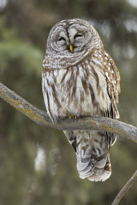 barred owl 032207_MG_0529