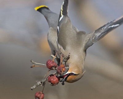 bohemian waxwing 032307_MG_0235