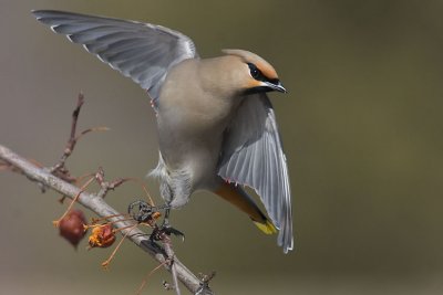 bohemian waxwing 032307_MG_0268