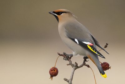 bohemian waxwing 032307_MG_0560