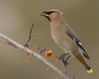 bohemian waxwing 032307_MG_0607