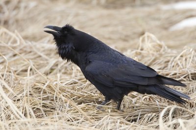 common raven 032307_MG_0729