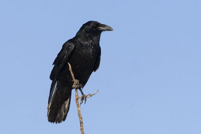 common raven 032507_MG_0465