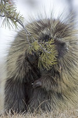 porcupine 032307_MG_0870