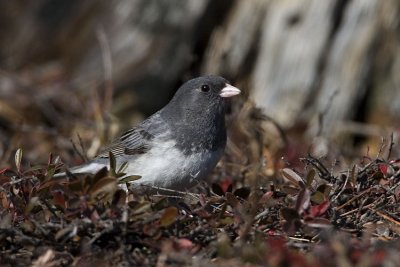 dark-eyed junco 032807_MG_0199