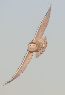 snowy owl 032807_MG_0343