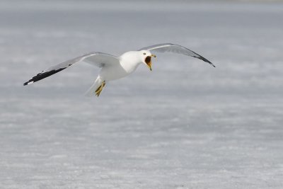 ring-billed gull 032907_MG_0194