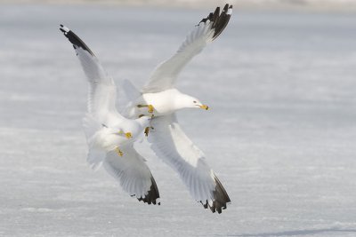 ring-billed gulls 032907_MG_0201