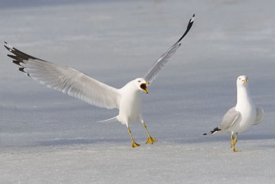 ring-billed gulls 032907_MG_0263