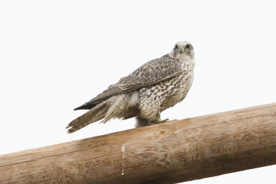 gyrfalcon 033007_MG_0394