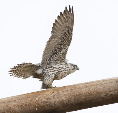 gyrfalcon 033007_MG_0404