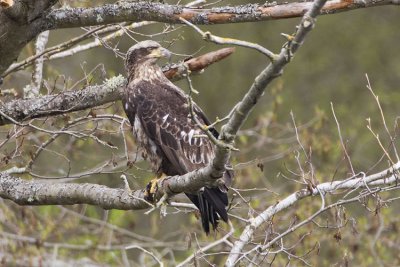 bald eagle 040607_MG_1185