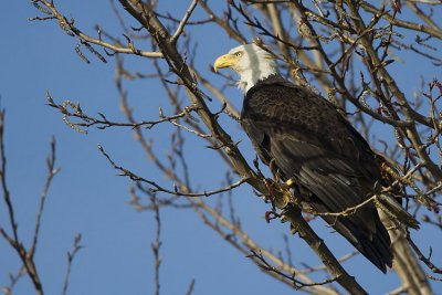 bald eagle 040607_MG_1903
