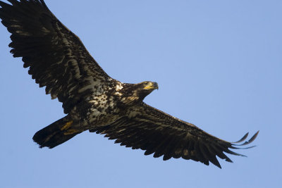 bald eagle 040607_MG_1921