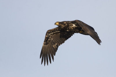 bald eagle 040607_MG_1946