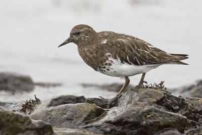 black turnstone 040707_MG_0819