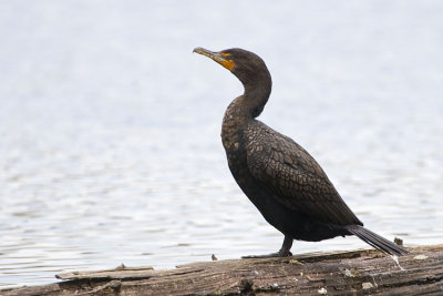 double-crested cormorant 040607_MG_1223