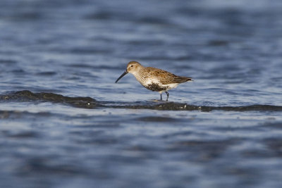 dunlin 040607_MG_2006