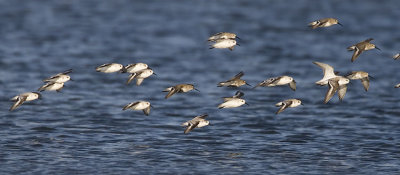 dunlin & sanderling 040607_MG_1956