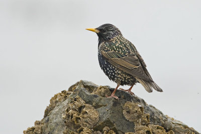 european starling 040707_MG_0851