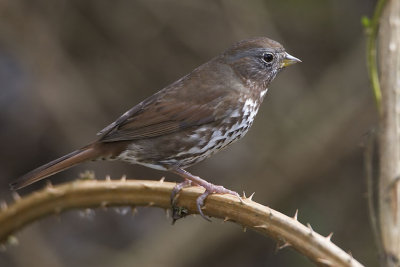 fox sparrow 040607_MG_1114 copy.jpg