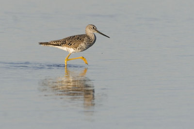 greater yellowlegs 040607_MG_2054