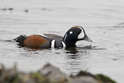 harlequin duck 040707_MG_0766