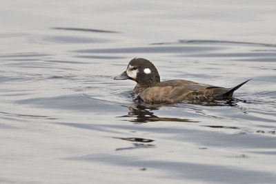 harlequin duck 040707_MG_0918