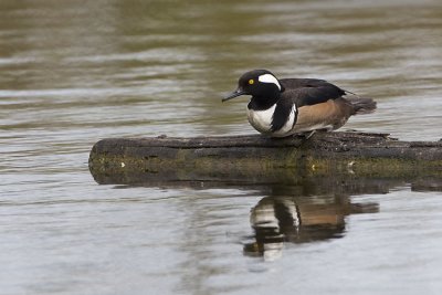 hooded merganser 040607_MG_0108